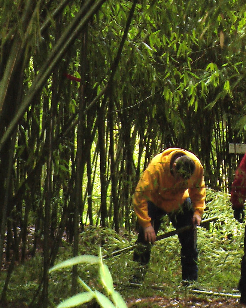 Bamboo harvesting
